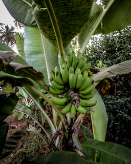 Bananen  (Musa)